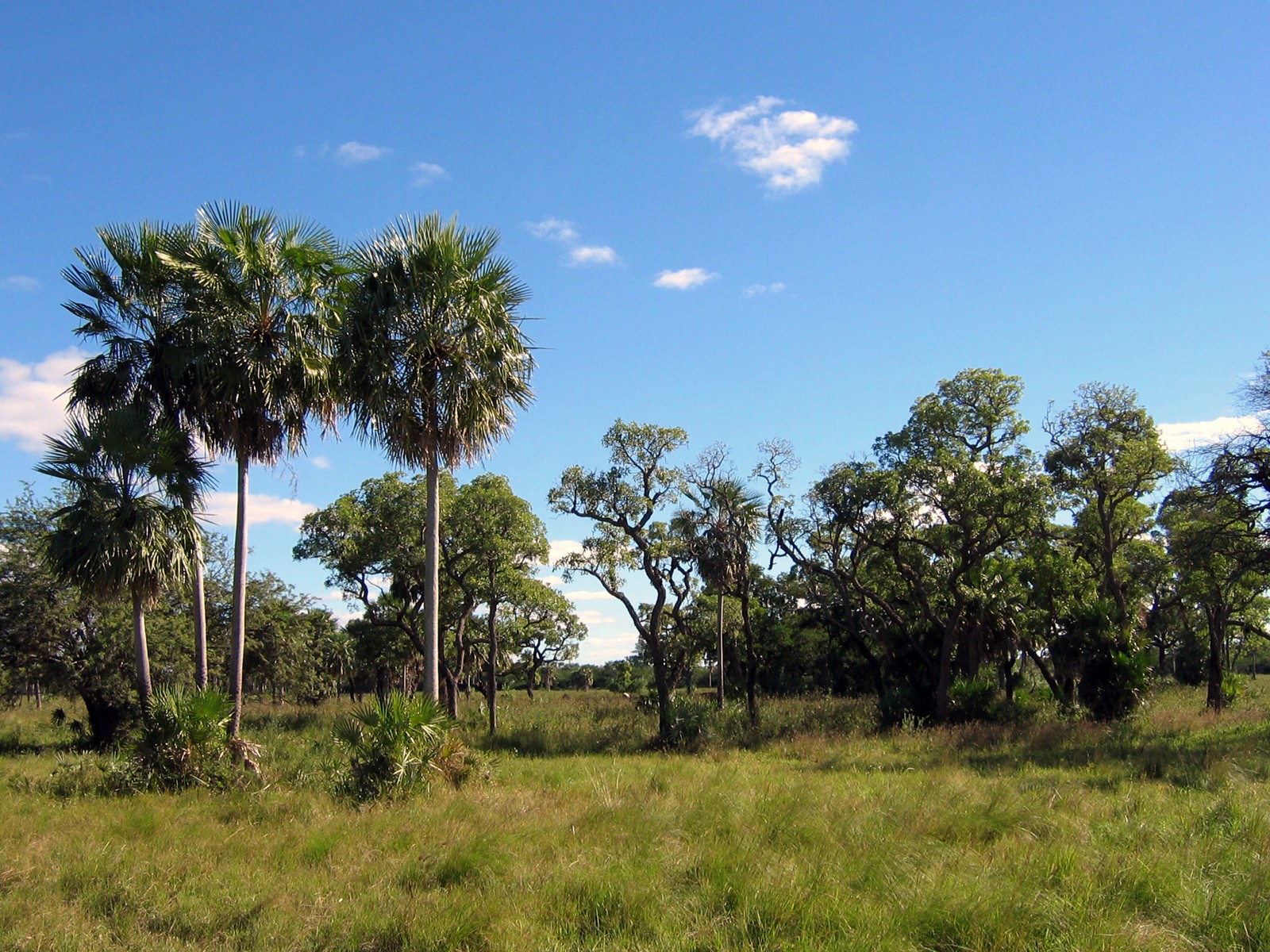 Chaco Grasslands (NT4) | One Earth